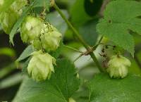 Humulus lupulus image
