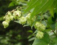 Humulus lupulus var. neomexicanus image