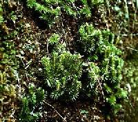 Image of Huperzia porophila