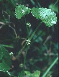 Image of Hydrocotyle americana