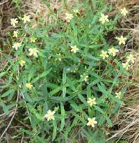 Image of Hypericum canadense