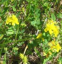 Image of Hypericum ellipticum