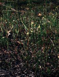 Hypericum gentianoides image