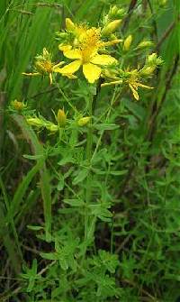 Hypericum perforatum image