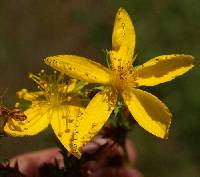Hypericum perforatum image