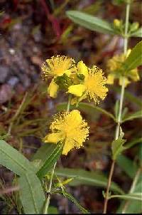 Image of Hypericum prolificum
