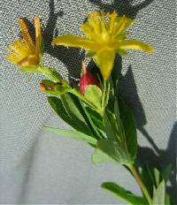 Hypericum punctatum image