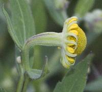 Helenium autumnale image