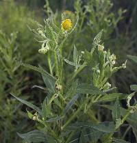Helenium autumnale image