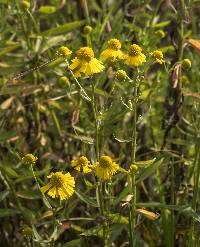 Helenium autumnale image