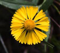 Image of Helenium autumnale