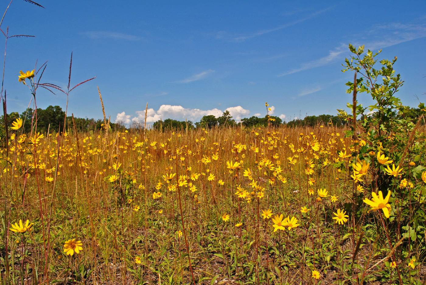 Helianthus occidentalis image