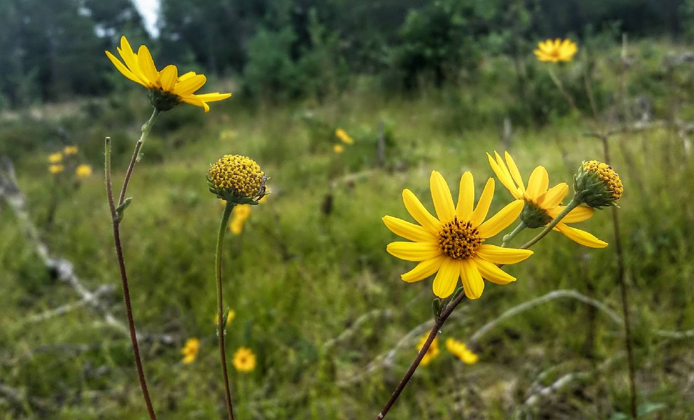 Helianthus occidentalis image