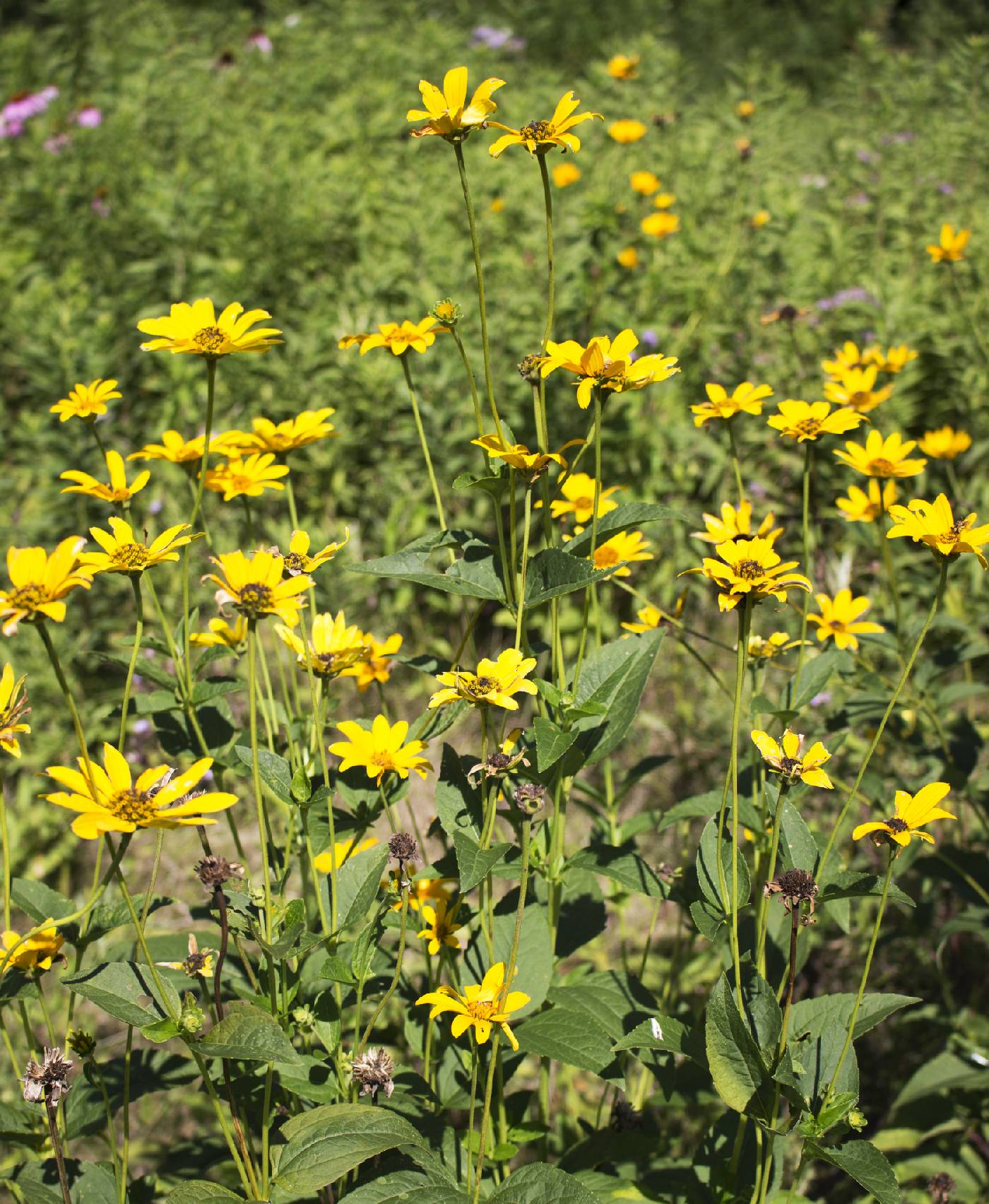 Heliopsis helianthoides image