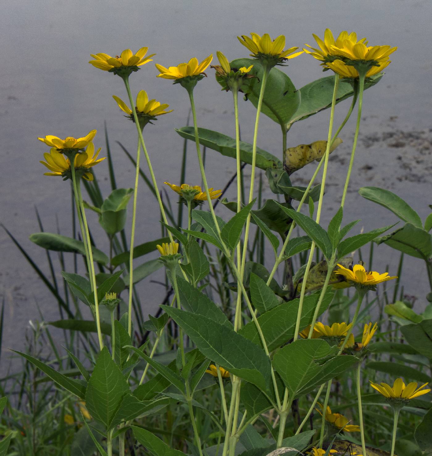 Heliopsis helianthoides image