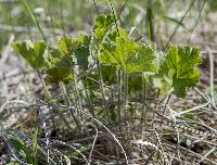 Image of Heuchera