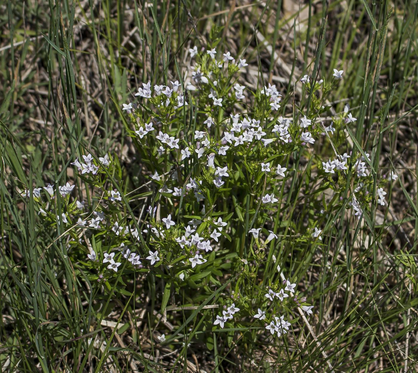 Houstonia longifolia image