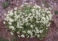 Iberis umbellata image