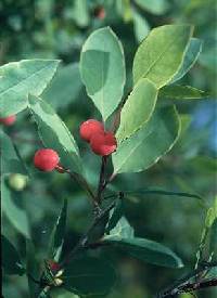 Image of Ilex mucronata