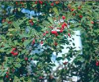 Ilex mucronata image