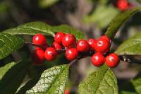 Ilex verticillata image