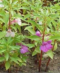 Image of Impatiens balsamina