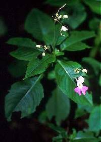 Image of Impatiens balfourii
