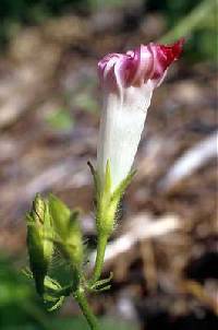 Ipomoea purpurea image