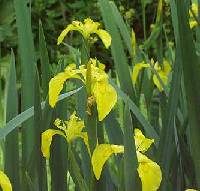 Image of Iris pseudacorus