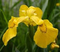 Iris pseudacorus image