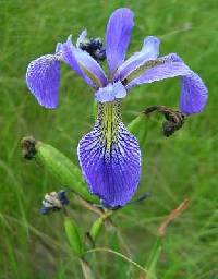 Iris versicolor image