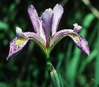 Iris virginica var. shrevei image
