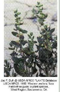 Iva axillaris image