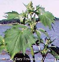 Cyclachaena xanthiifolia image
