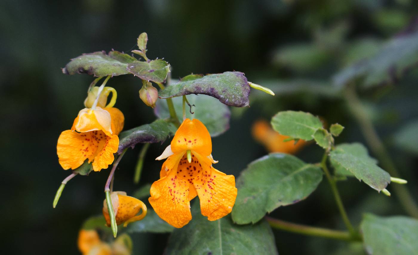 Impatiens capensis image