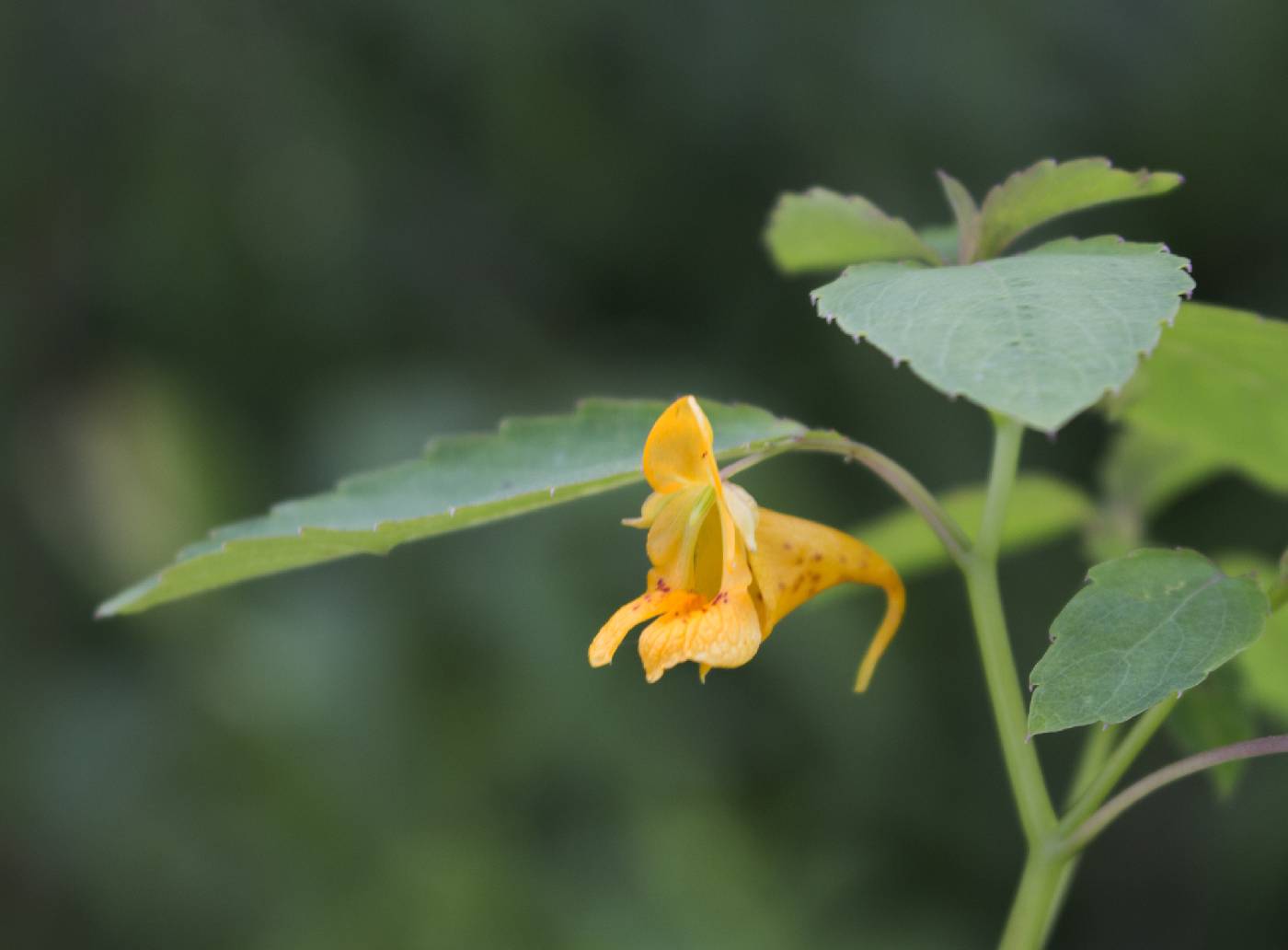 Impatiens capensis image