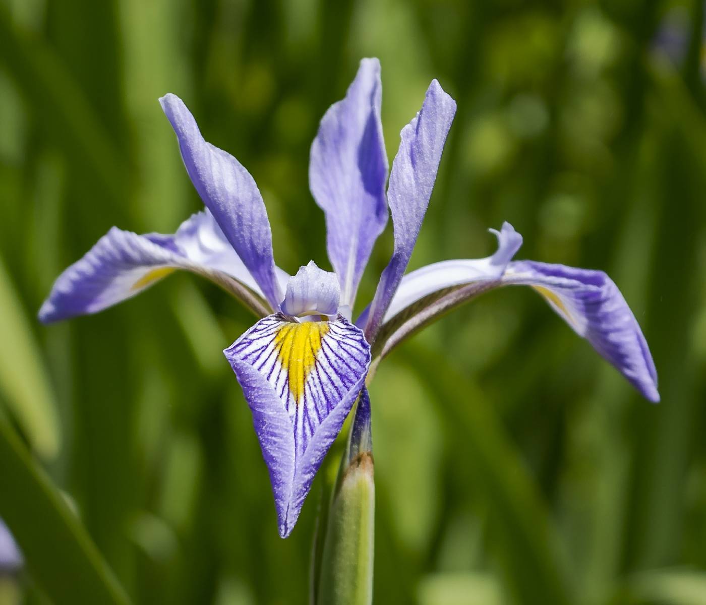 Iris virginica image