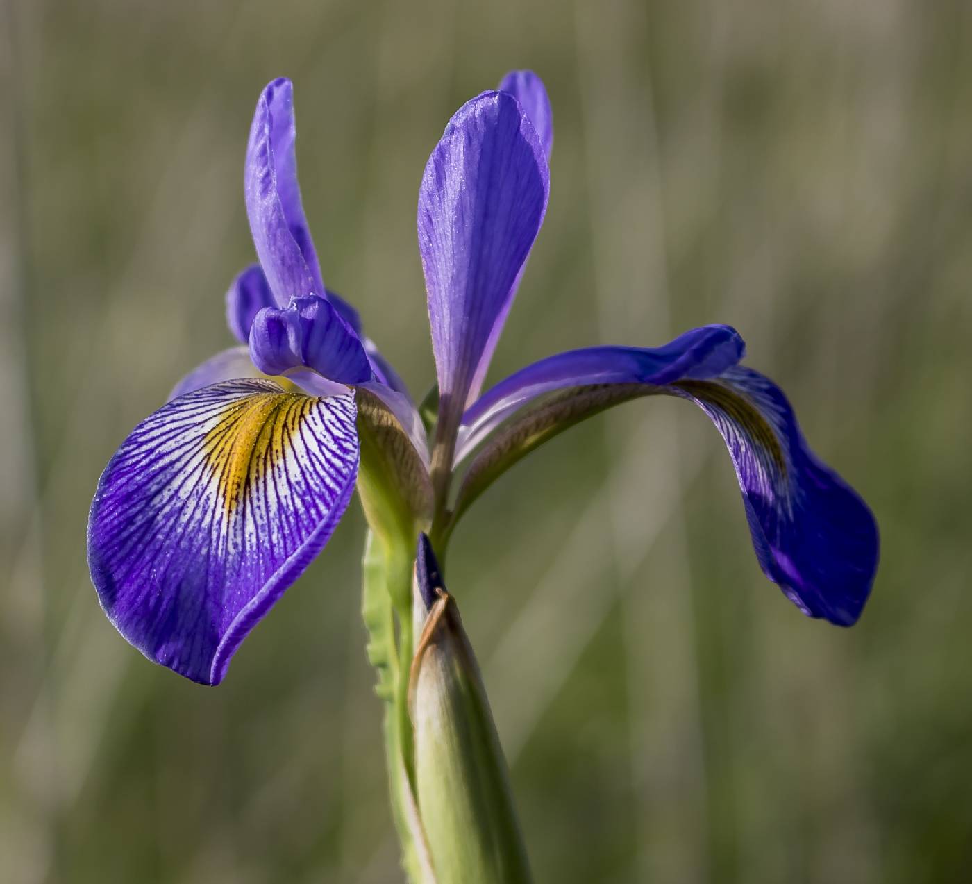 Iris virginica image