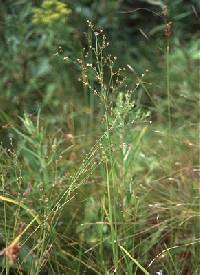 Image of Juncus canadensis