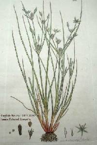 Juncus bufonius image