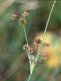 Juncus canadensis image