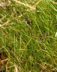 Juncus compressus image