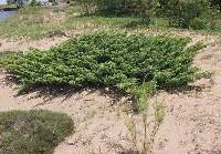 Image of Juniperus communis var. depressa