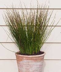 Juncus effusus image