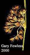Juncus filiformis image