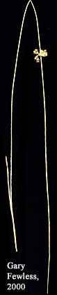 Juncus filiformis image