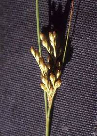 Image of Juncus greenei