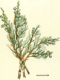 Image of Juniperus virginiana