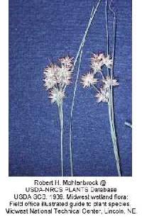 Image of Juncus interior