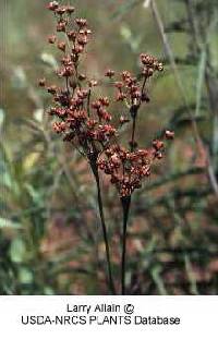 Image of Juncus marginatus